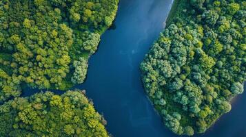 AI generated River Flowing Through Lush Green Forest photo