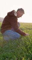 Male hands touching wheat sprouts on the farm field. Farmer man checking health of vegetable or plant seedling video