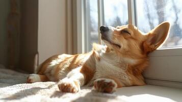 AI generated Brown and White Dog Resting on Wooden Floor photo