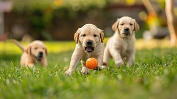 ai generado cachorros retozar en lozano verde césped con pelota, cruz meneando con emoción foto