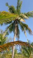 Bottom view of beautiful coconut palm trees against the backdrop of the blue sky video