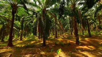 fpv Flug durch Palme Baum Plantage im Krabi Provinz, Thailand video