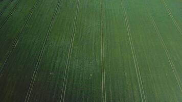 verde campos. aéreo fotografía de cultivos. orgánico alimento. cereales. frijoles. remolacha video