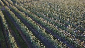 Rows of an apple farm where apple trees are grown. Aerial photography of the garden during flowering. Wine industry. Natural juice. Organic food video
