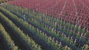 Rows of an apple farm where apple trees are grown. Aerial photography of the garden during flowering. Wine industry. Natural juice. Organic food video