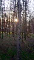 Vertikale Video von Wald beim Abend Tag