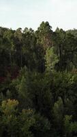 vertical vídeo de bosque arboles parte superior aéreo ver video