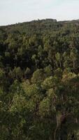 vertical vídeo do floresta árvores topo aéreo Visão video