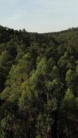 Vertikale Video von Wald Bäume oben Antenne Aussicht