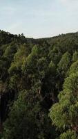 vertical vídeo de bosque arboles parte superior aéreo ver video