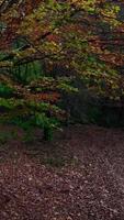 Vertikale Video von bunt Herbst Wald