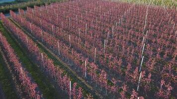 rader av ett äpple bruka var äpple träd är vuxen. antenn fotografi av de trädgård under blommande. vin industri. naturlig juice. organisk mat video