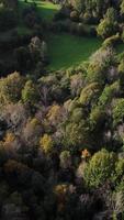 verticale video di foresta alberi superiore aereo Visualizza