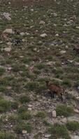 Vertical Video of Goats in the Mountains Aerial View