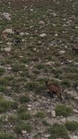 vertical vídeo do cabras dentro a montanhas aéreo Visão video