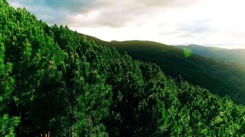 flygande över skön grön skog video