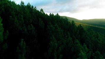 volante al di sopra di bellissimo verde foresta video