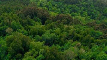 volante al di sopra di bellissimo verde foresta video