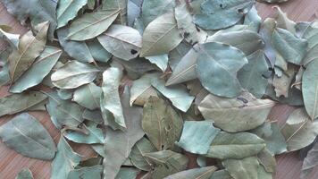 Laurel Leaves as Background video