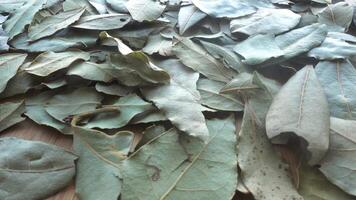 Laurel Leaves as Background video