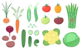 vegetal colocar, granja producto para restaurante menú, mercado etiqueta. ilustración para antecedentes y embalaje. imagen lata ser usado para tarjetas, carteles y pegatinas aislado en blanco antecedentes. vector