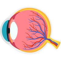 ojo académico diagrama estructura anatomía vector