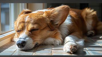 ai generado marrón y blanco perro descansando en de madera piso foto