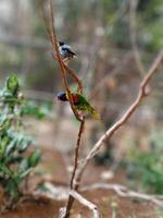 beautiful birds on a branch in a large cage, tree and wood  in the zoo on blurred background photo