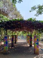 plants growing vines above the canopy photo