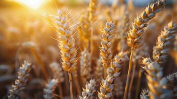 AI generated Two Silos in Wheat Field Under Cloudy Blue Sky photo