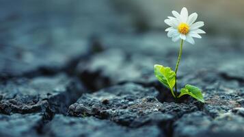 AI generated Resilient Flower Pushing Through Ground Crack photo