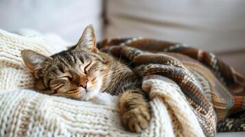 AI generated Cat Sleeping on Blanket on Couch photo