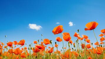 AI generated Field of Poppies against a blue sky Background. Selective focus photo