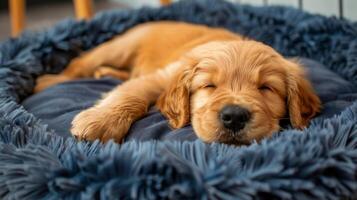 AI generated Large Brown Dog Resting on Dog Bed photo