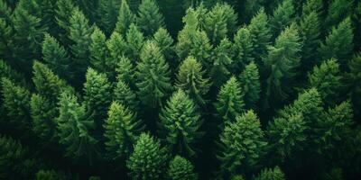 ai generado verde bosque antecedentes. parte superior ver de el conífero bosque. foto