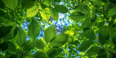 AI generated green leaves background in sunny day with bokeh and sunbeams photo