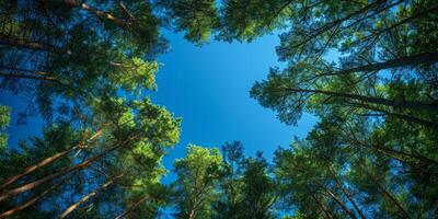 AI generated Pine forest with blue sky background. Pine tree forest view from below photo