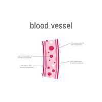 vector illustration of blood vessels concept design.