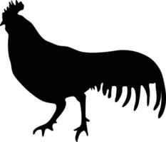 gallo pollo vector