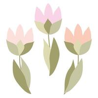 Flat Blooming Tulips Isolated on White background. Cartoon Blossom Flowers for Design Art, Greeting Card, Sticker, Paper Print, Holiday Poster for 8 March, Womens Spring day. Vector Illustration.