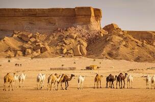 camellos en el Desierto en saudi arabia foto