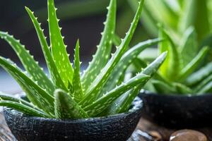 AI generated Therapeutic Aloe vera care. Generate Ai photo