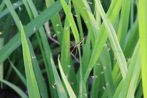 arañas caza insectos en hojas en el jardín foto