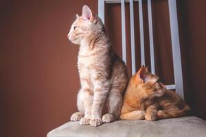 Two kittens sitting on a chair, looking in different directions, angry on each other photo