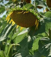 Field with growing sunflowers on a summer sunny day, Ukraine photo