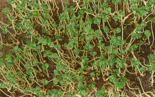 Green chia sprouts, top view of microgreens photo