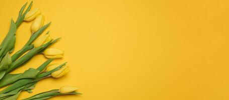 Bouquet of blooming yellow tulips with green leaves on a yellow background, top view photo