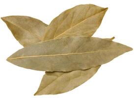 Dry bay leaf on isolated background, spice photo