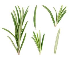 Various fresh green rosemary branches on. isolated background photo