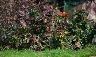 Mahonia holly bush in the park on a sunny day photo